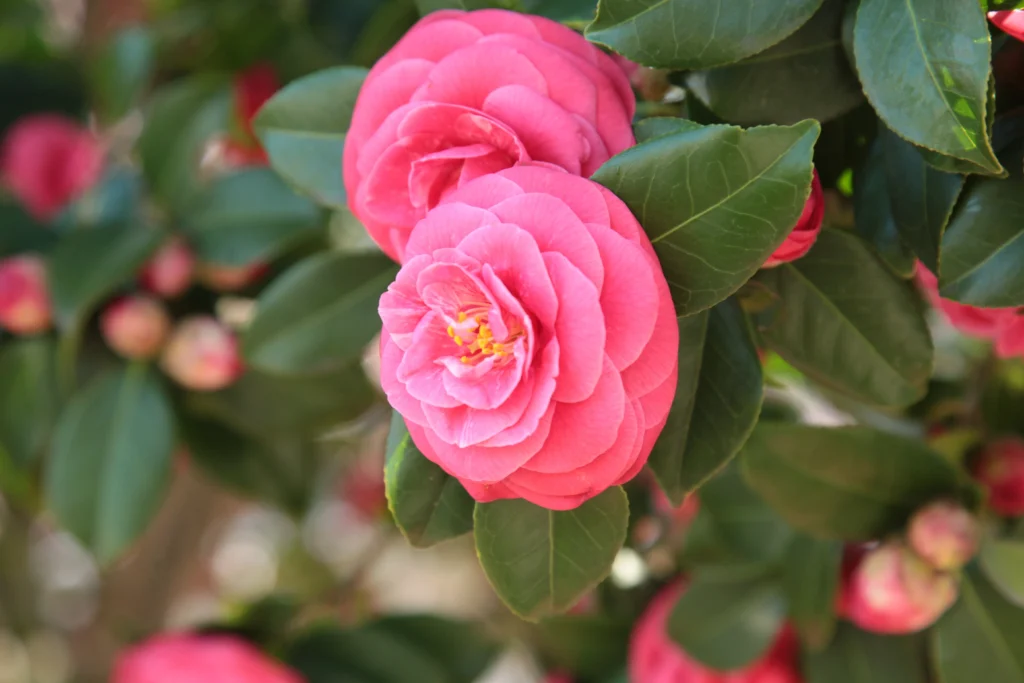 camelia 2