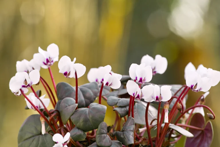 cyclamen coum 7 11zon