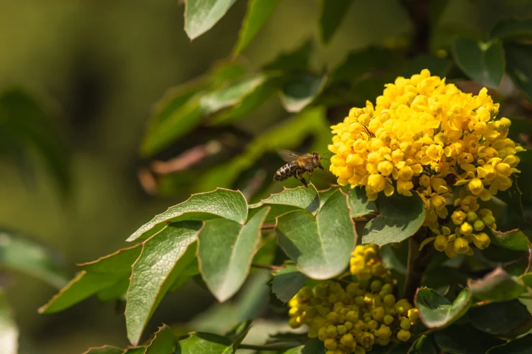 mahonia exotique 4 11zon